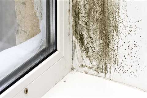 Common Signs of Mold Growth: How to Identify and Handle Mold in Your Home