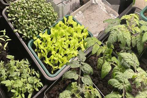 Plant Selection and Placement for Optimal Growth