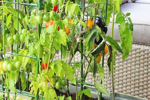 Choosing the Right Vegetables to Grow: A Guide to Improve Your Outdoor Living Space