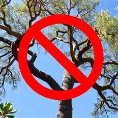 Bay Tree Removal Clearfield UT