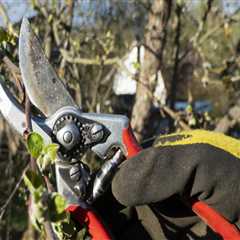 Trim With Purpose: Why Tree Pruning In Portland Is More Than Just Curb Appeal