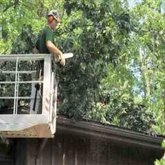 Trimming Tree Branches Near Roof: A Guide for Commercial and Residential Roof Maintenance