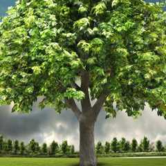 7 Ways To Care For Your Trees In Taylorsville