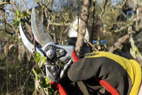 Trim With Purpose: Why Tree Pruning In Portland Is More Than Just Curb Appeal