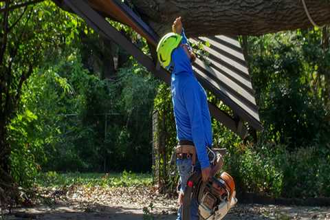 Avoid Root Damage: Work With A Pflugerville Driveway Contractor Before Hiring An Arborist