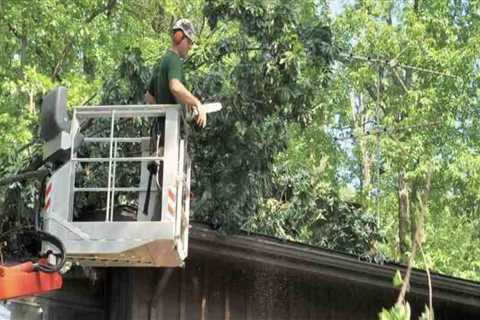 Trimming Tree Branches Near Roof: A Guide for Commercial and Residential Roof Maintenance