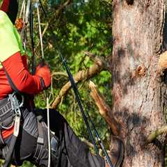 Top Arborist Tips For Tree Health In Kalamazoo's Climate
