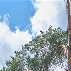 First Impressions Count: Tree Care Service In Portland, Oregon To Prep Your Home For Staging