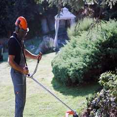Why Combining Tree Care Services And Lawn Care Creates Lasting Results