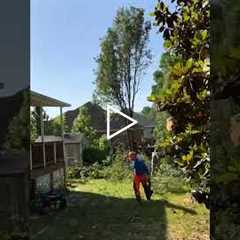 Evans GA Tree Removal Service | We will cut your trees