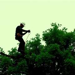Rumored Buzz On What Is A Tree Removal Company