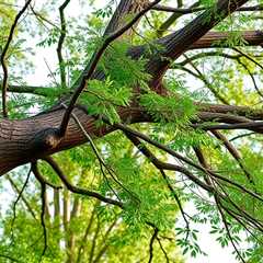 Top Latest Five Tree Removal Free Estimates Urban News