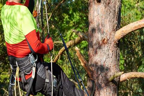 Top Arborist Tips For Tree Health In Kalamazoo's Climate