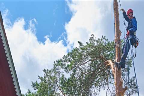 First Impressions Count: Tree Care Service In Portland, Oregon To Prep Your Home For Staging