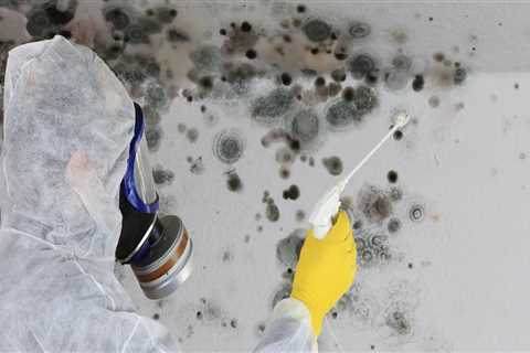 The Unseen Threat: How Mold Removal Service Prevents Damage To Granite Countertops In Murray