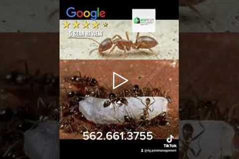 Your trusted pest control company!