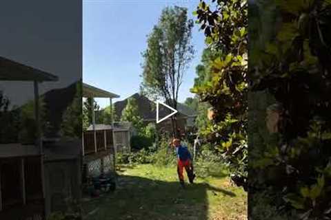 Evans GA Tree Removal Service | We will cut your trees