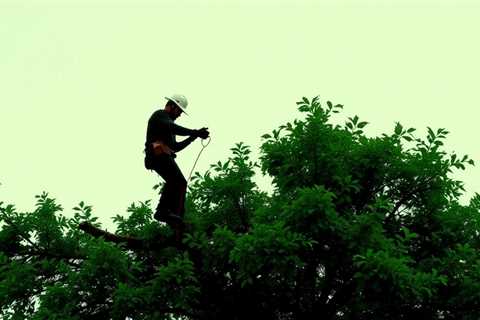 Rumored Buzz On What Is A Tree Removal Company