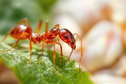 Using Garlic Against Red Imported Fire Ants | NaturePest