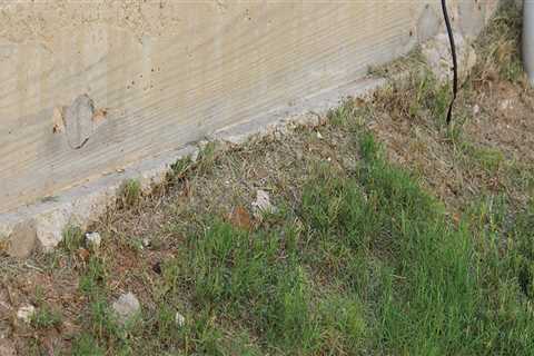 Preventing Costly Damage: How Rodent Control Services Can Benefit Your Orlando Foundation Repair