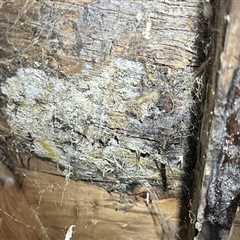 How Mold Inspection Reveals Underlying Structural Issues