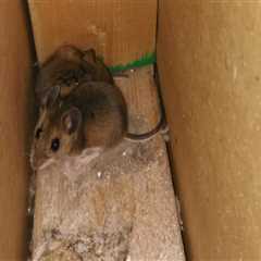 Why Ignoring Rodent Control Leads to Repeated HVAC Breakdowns