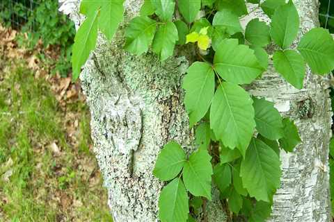 The Hidden Dangers Of Poison Ivy: How Lawn Mowing Services In Northern VA Can Help