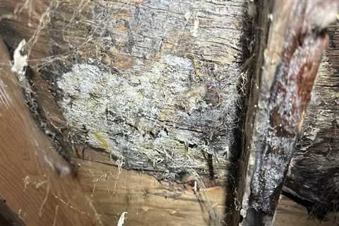 How Mold Inspection Reveals Underlying Structural Issues