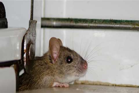 How Natural Pest Barriers Protect Outdoor HVAC Units From Infestation