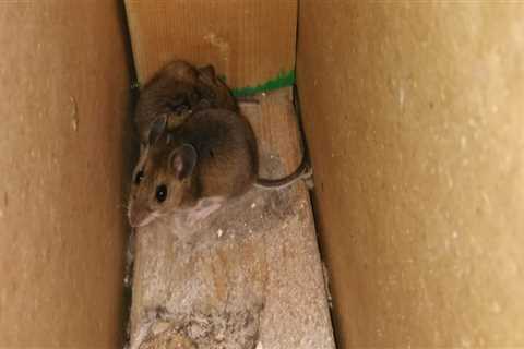 Why Ignoring Rodent Control Leads to Repeated HVAC Breakdowns