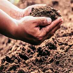 Soil Intelligence: The Hidden Key to Healthier Grounds