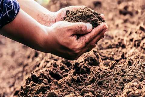Soil Intelligence: The Hidden Key to Healthier Grounds
