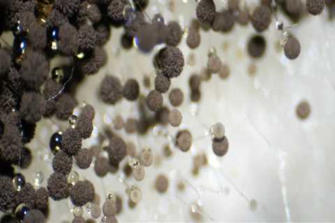 How Low-Pressure Washing Protects Against Hidden Moisture Intrusion and Mold Risks