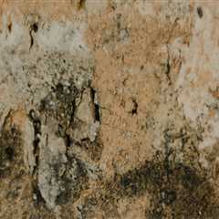 Protect Your Home with Expert Leak Repair and Mold Inspection