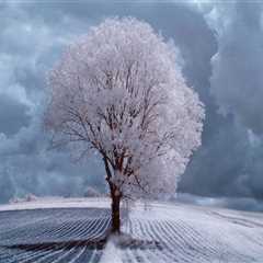 Best Options for Interior Painters in Belmont