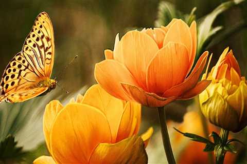 Professional Paver Sealing Specialists