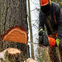 Enhancing Real Estate Value Through Effective Tree Maintenance