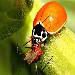 How Organic Pest Control Helps Manage Common Household Pests