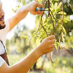 Essential Techniques for Effective Tree Maintenance in Real Estate Management