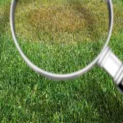 Lawn Pest Control and the Importance of Early Detection