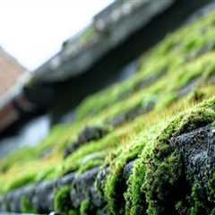 Effective Strategies for Preventing Moss and Algae Growth on Your Roof