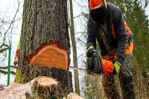 Enhancing Real Estate Value Through Effective Tree Maintenance