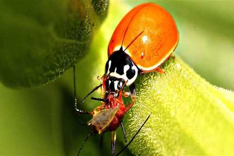 How Organic Pest Control Helps Manage Common Household Pests