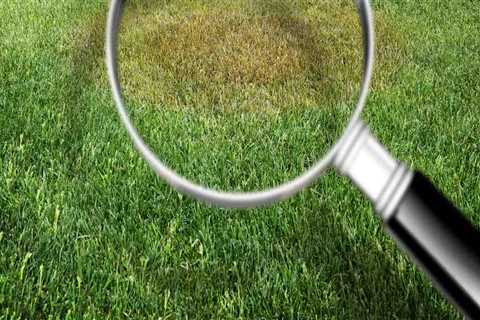 Lawn Pest Control and the Importance of Early Detection