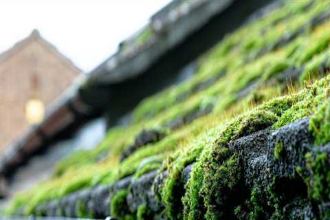 Effective Strategies for Preventing Moss and Algae Growth on Your Roof