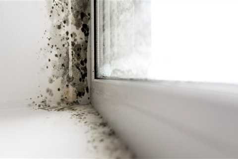 How Proper Insulation Can Help Reduce the Risk of Mold Growth