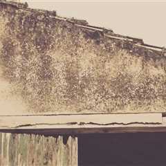 Elevate Curb Appeal with Expert Garage Doors & Landscaping