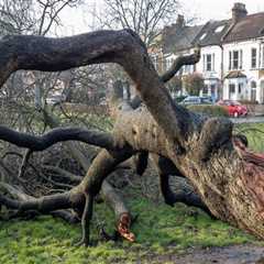 Essential Steps to Safeguard Trees from Storm Damage After a Tree Inspection
