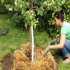 Essential Practices for Ensuring Safe and Healthy Trees on Your Property