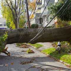 What to Do When a Tree Falls on Your Property or Car: Essential Steps for Safety and Recovery